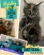 Maine Coon Cats for sale in Long Branch, TX 75669, USA. price: NA