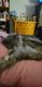 Maine Coon Cats for sale in Snellville, GA, USA. price: NA