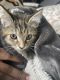 Maine Coon Cats for sale in Washington, DC, USA. price: $4,500