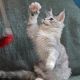 Maine Coon Cats for sale in Colorado Springs, CO, USA. price: $550