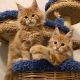 Maine Coon Cats for sale in 55001 AL-17, Sulligent, AL 35586, USA. price: NA