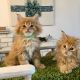 Maine Coon Cats for sale in Anchorage, AK, USA. price: $550