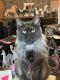 Maine Coon Cats for sale in Denver, CO, USA. price: $1,800