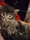 Maine Coon Cats for sale in Blaine, MN, USA. price: $500