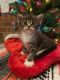 Maine Coon Cats for sale in San Antonio, TX, USA. price: $1,000