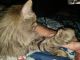 Maine Coon Cats for sale in Grants Pass, OR 97526, USA. price: NA