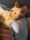 Maine Coon Cats for sale in Philadelphia, PA, USA. price: $700