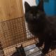 Maine Coon Cats for sale in North Highlands, CA, USA. price: $400