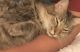 Maine Coon Cats for sale in Winter Springs, FL, USA. price: $60