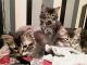 Maine Coon Cats for sale in Jody Dr NE, Georgia 30066, USA. price: NA
