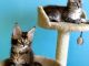 Maine Coon Cats for sale in Denver, CO, USA. price: $600