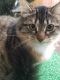 Maine Coon Cats for sale in Seattle, WA, USA. price: $500