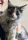 Maine Coon Cats for sale in Wesley Chapel, FL, USA. price: NA