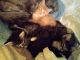 Maine Coon Cats for sale in Pinon Hills, CA, USA. price: NA