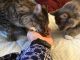 Maine Coon Cats for sale in Providence, RI, USA. price: $2,800