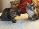 Maine Coon Cats for sale in Providence, RI, USA. price: $475