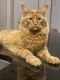 Maine Coon Cats for sale in Plano, TX, USA. price: NA