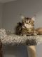 Maine Coon Cats for sale in Rockton, IL, USA. price: $1,800