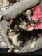 Maine Coon Cats for sale in Chickasaw, AL, USA. price: $2,000