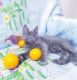 Maine Coon Cats for sale in Miami, FL, USA. price: $2,200