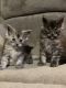 Maine Coon Cats for sale in Metropolis, IL, USA. price: NA
