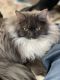 Maine Coon Cats for sale in Brunswick, GA, USA. price: NA