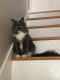 Maine Coon Cats for sale in Waterford, ME 04088, USA. price: $1,800