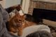 Maine Coon Cats for sale in Humble, TX, USA. price: $500