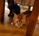 Maine Coon Cats for sale in Conway, AR 72034, USA. price: $500