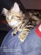 Maine Coon Cats for sale in Waxahachie, TX, USA. price: $500