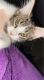 Maine Coon Cats for sale in Corbin, KY 40701, USA. price: NA