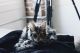 Maine Coon Cats for sale in San Diego, CA, USA. price: $2,000