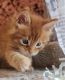 Maine Coon Cats for sale in Maple Shade, NJ, USA. price: NA