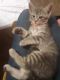 Maine Coon Cats for sale in Tacoma, WA, USA. price: NA