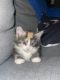 Maine Coon Cats for sale in North Hollywood, Los Angeles, CA, USA. price: NA