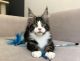 Maine Coon Cats for sale in Tennessee City, TN 37055, USA. price: $550