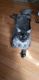 Maine Coon Cats for sale in Union City, TN 38261, USA. price: $3,200
