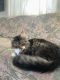 Maine Coon Cats for sale in Galt, CA, USA. price: $300