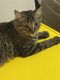 Maine Coon Cats for sale in Tampa, FL, USA. price: $60