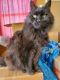 Maine Coon Cats for sale in Midland Park, NJ 07432, USA. price: NA