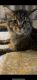 Maine Coon Cats for sale in Lubbock, TX, USA. price: NA