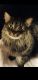 Maine Coon Cats for sale in Lompoc, CA, USA. price: $200