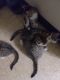 Maine Coon Cats for sale in Cleveland, OH 44135, USA. price: $10