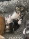 Maine Coon Cats for sale in Rossville, GA 30741, USA. price: $1,000