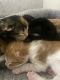 Maine Coon Cats for sale in Rossville, GA 30741, USA. price: NA