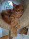 Maine Coon Cats for sale in Oak Park, IL, USA. price: $2,500