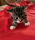 Maine Coon Cats for sale in Romansville, PA 19320, USA. price: NA