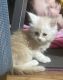 Maine Coon Cats for sale in Bardstown, KY 40004, USA. price: NA