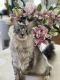 Maine Coon Cats for sale in Geneva, NY 14456, USA. price: NA