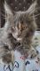 Maine Coon Cats for sale in Stanhope, NJ 07874, USA. price: NA
